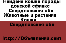 Найдена кошка породы донской сфинкс - Свердловская обл. Животные и растения » Кошки   . Свердловская обл.